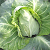 Cabbage Mini Wongbok 